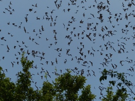 Bats